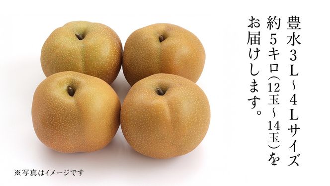 茨城県産 梨 豊水 サイズ おまかせ （ 3L～4L ） 5kg （ 12～14玉 ） 【2026年9月上旬発送開始】 (茨城県共通返礼品：大子町) 梨 なし ナシ 果物 くだもの 季節 フルーツ デザート 旬果