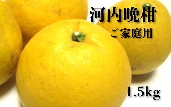 【2026年4月上旬～6月下旬発送】【和製グレープフルーツ】有田育ちの河内晩柑(ご家庭用)　1.5kg【ard223A】