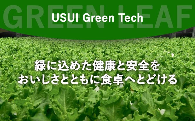 【無農薬】水耕栽培（植物工場栽培）グリーンリーフレタス 500g（約250g×2P）（その他）