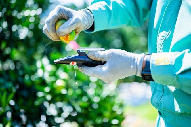 【愛媛県伊方町産】太陽の恵み！甘くてジューシーなみかん 媛の輝き 6kg（2025年11月下旬頃より順次発送） IKTE006