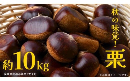 栗 10kg 【2026年9月上旬発送開始】(茨城県共通返礼品：大子町) くり マロン 果物 スイーツ モンブラン 栗きんとん 生栗 焼き栗 甘栗