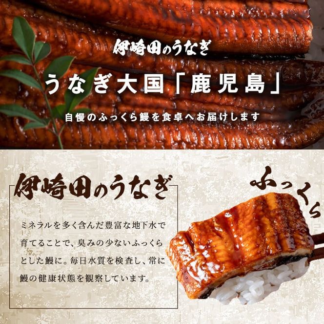 鹿児島県産 伊崎田のうなぎ蒲焼 刻みうなぎ 50g×14袋(計700g) a5-389