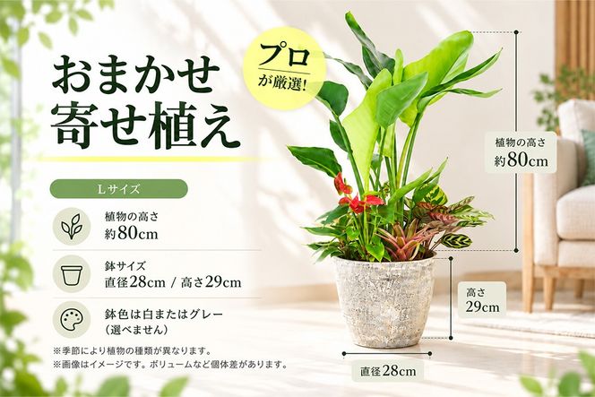 オリジナルアレンジ観葉植物 Lサイズ【寄せ植え インテリア リビング