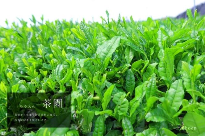 スタートは「宇治抹茶入門セット」そして「急須と茶葉」全6回〈定期便 宇治抹茶 抹茶 お茶 茶 薄茶 濃茶 茶道 初心者 石臼挽き 飲料 加工食品〉 飲料類 お抹茶 