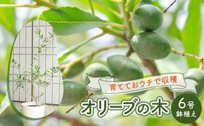 鉢植え 苗木 オリーブの木 6号 オリーブ 高さ約60～80cm 植物 ガーデン ガーデニング 