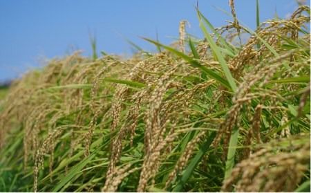 【全6回定期便】 ヒノヒカリ 5kg  福吉産 お米 栽培期間農薬不使用 糸島 / 二丈赤米産直センター [ABB012] ひのひかり 米 無洗米