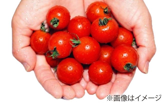 ミニトマト 1kg 野菜 トマト 愛西市 / ながたファーム [AEDT001]