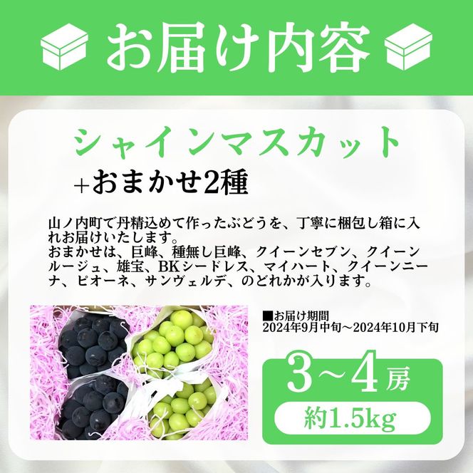 【2026年9月～発送】ぶどう シャインマスカット + おまかせ2種 約1.5kg（3?4房）山ノ内町産 ブドウ 葡萄 マスカット