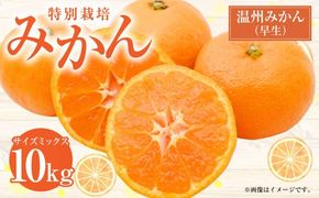 【先行受付】 特別栽培みかん（早生） 10kg サイズミックス 早生みかん 温州みかん みかん ミカン 蜜柑 フルーツ 柑橘 果物 果実 熊本県 上天草市【2026年11月上旬から12月上旬発送開始】