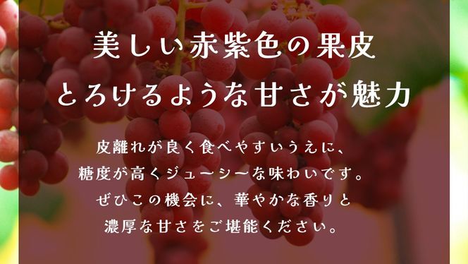 クインニーナ 約5kg (7～9房) 【2026年9月上旬発送開始】(茨城県共通返礼品：大子町) ぶどう 葡萄 ブドウ 果物 フルーツ 果実        