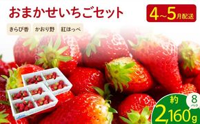 【先行予約 2026年04月より順次発送】 いちご 2kg 以上 おまかせ 苺 旬 産地 直送 フレッシュ イチゴ 紅ほっぺ きらぴ香 かおりの フルーツ 果物 国産 ジャパン ベリー オンライン決済限定 静岡県 藤枝市