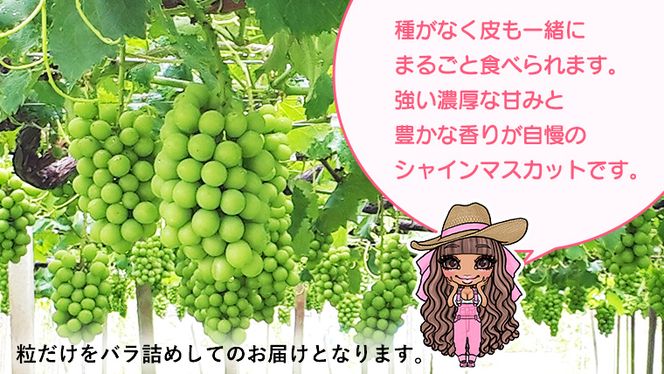 【 先行予約 】 【 訳あり 】 極上の甘さの天使の シャインマスカット ！ バラ粒 約１kg （ 茨城県共通返礼品： かすみがうら市 ） 【 2026年9月頃発送 】 フルーツ 果物 マスカット ぶどう 葡萄 ブドウ 旬 国産 産地直送 ギフト 贈り物