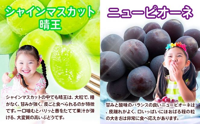 【2026年先行予約】【3回定期便】ぶどう 定期便 計3回コース 岡山県産 シャインマスカット 晴王 ニューピオーネ マスカットオブアレキサンドリア 化粧箱入り 株式会社山博《2026年7月上旬-9月末頃出荷》岡山県 笠岡市 フルーツ 果物 定期 ぶどう マスカット【配送不可地域あり】---Y-40a---