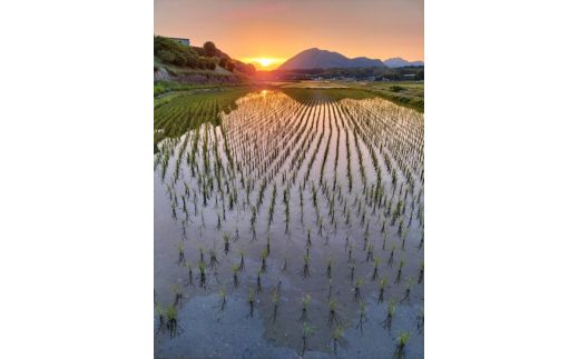 令和7年産 むなかた産 米 ぴかまる 10kg【みきふぁーむ】_HA1544