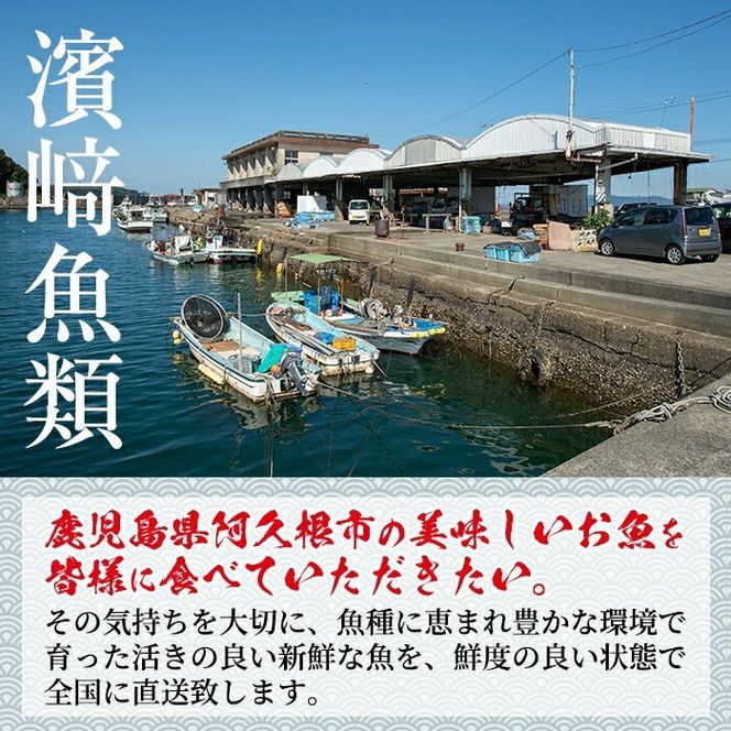 数量限定！鹿児島県阿久根産 薩摩甘エビ(約1kg・40～70尾) 国産 阿久根市産 えび 海老 急速冷凍 冷凍配送 魚貝類 魚介類 海産物 【濱崎魚類】a-12-30-z