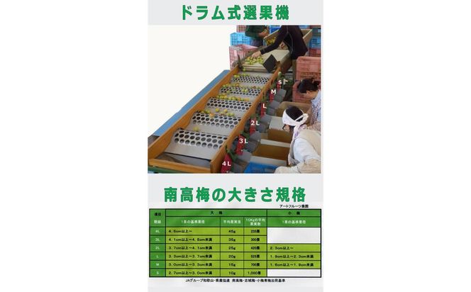 ［梅干・梅酒用］大玉4Lサイズ約2kg 熟南高 生梅 ＜2027年6月上旬～7月中旬発送予定＞［ART21］ 303446_XL26