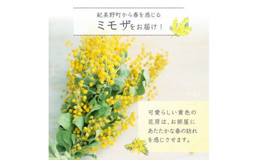  ～ 春の訪れ ～ ミモザ 10本入り〈なかやFarm 和歌山県 紀美野町〉/   癒し 植物 プランター フラワー プラント 花瓶  アカシア ミモザ ハーブ プレゼント ギフト 【nkf948-mimo-10】