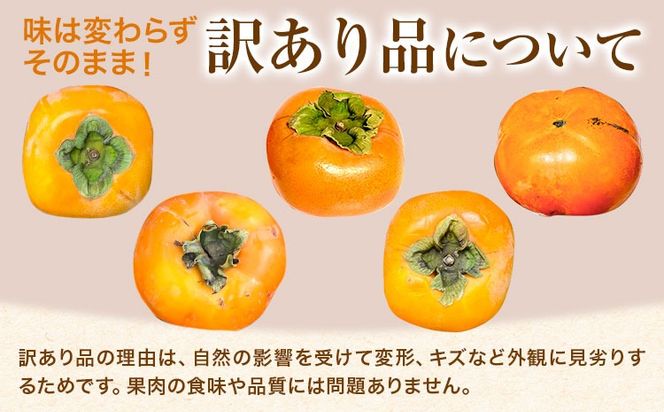 家庭用 種なし柿 選べる 約1kg 約2.5kg 約5kg 約7.5kg 約10kg 訳あり 池田鹿蔵農園《10月上旬-12月上旬頃出荷》和歌山県 日高町 刀根早生柿 平核無柿 ひらたねなしかき カキ 種なし柿---wsh_idn371_10j12j_26_7000_1kg---