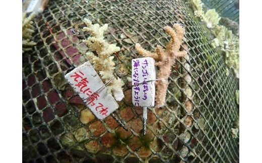 チケット サンゴ植付け ｜ 代行サービス 2株【恩納村ラグーン】