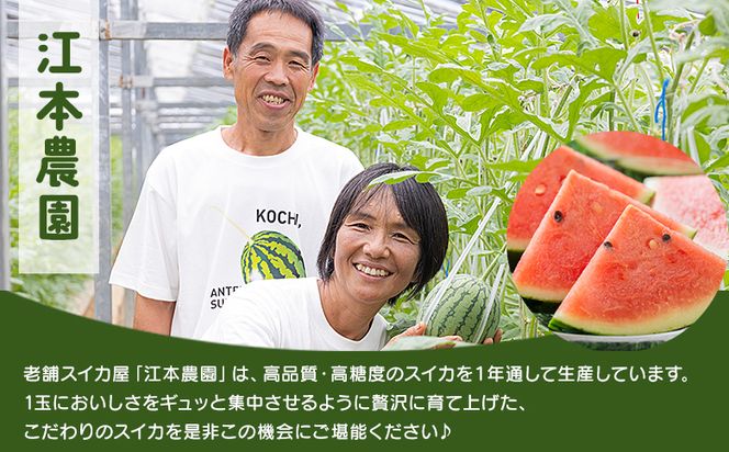 スイカ 江本農園の初夏のアンテナスイカ1玉 数量限定 のし 熨斗 高知県産 果物 くだもの フルーツ すいか 西瓜 スイカ 糖 完熟 甘い みずみずしい 瑞々しい ハウス栽培  em-0033
