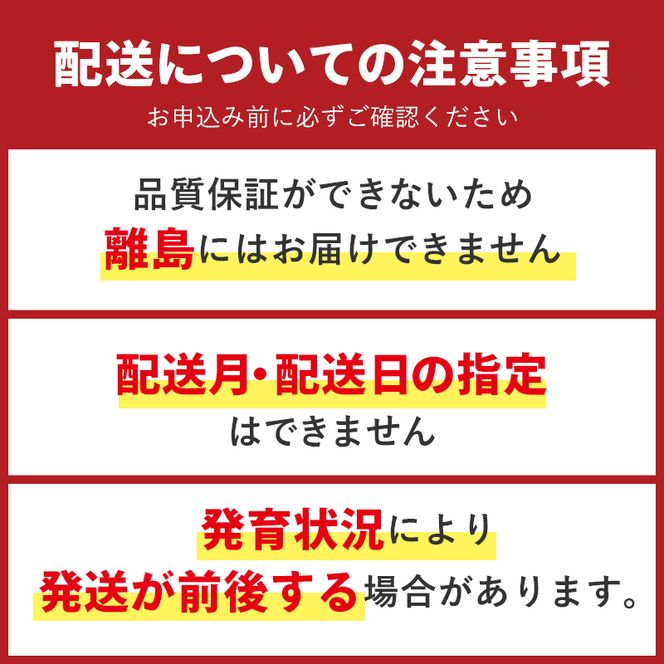 2026年予約 訳あり梨 梨福袋  5kg