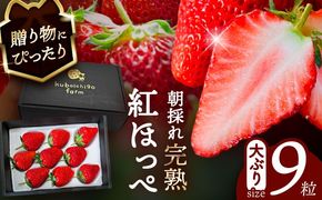 【先行予約】 ＼毎年12月より順次発送／ 紅ほっぺ 9粒 いちご 果物 フルーツ 愛西市 / くぼ苺農園 【配達不可：北海道・沖縄・離島】[AECJ008]