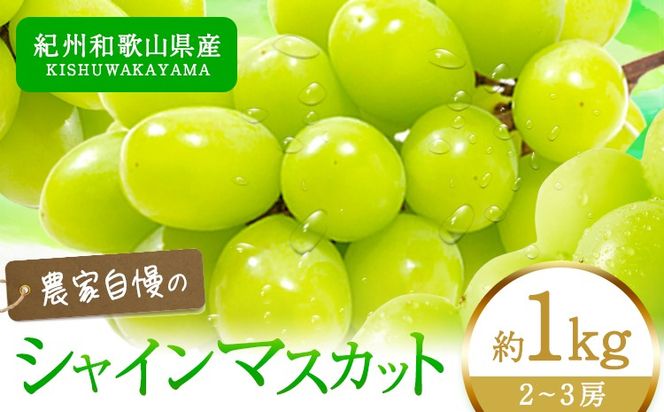 ya̎R쒬zy2026Ns\zIBa̎RY VC}XJbg  1kg ߏXs8{-9{oׁt}XJbg a̎R 쒬 蕨 Mtg Ԃǂ VC}XJbg---wshg_cuot67_8g9j_24_18000_1kg---