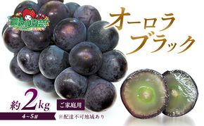 ぶどう 2026年 先行予約 オーロラブラック 約2kg 4～5房 ご家庭用 ブドウ 葡萄 フルーツ 果物 岡山 赤磐市産 農マル園芸 あかいわ農園 種なし 大粒 高糖度 