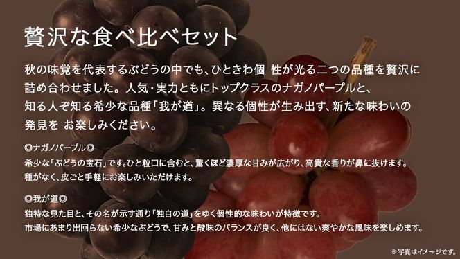 【 桐箱入り 】 ナガノパープル と 我が道 (各１房)【2026年8月上旬発送開始】(茨城県共通返礼品：大子町) ぶどう 葡萄 フルーツ 果物 贈答用 ギフト 贈り物