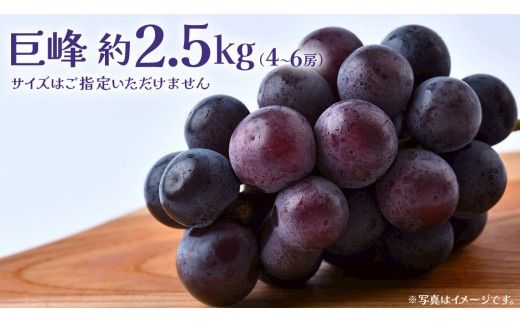 巨峰 2.5kg (4～6房)【2026年8月下旬発送開始】(茨城県共通返礼品：大子町) ぶどう 葡萄 ブドウ フルーツ 果物 スイーツ