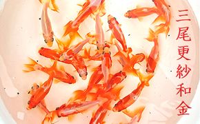 希少種！長物4種5匹セット 生き物 