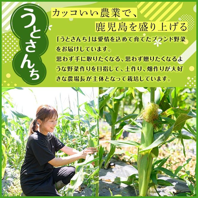 ＜先行予約受付中！2026年9月下旬以降順次発送予定＞訳あり！白いとうもろこし「あられやこんコーン」(9本) 国産 トウモロコシ 玉蜀黍 ホワイト コーン 野菜 糖度 夏 イネ科 数量限定 期間限定 訳アリ 旬 【うとさんち】akn067-28