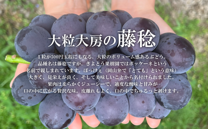大粒葡萄の「藤稔」 大サイズ1房 厳選品 1房700g～ (岡山県産) 【KF-B086-03】