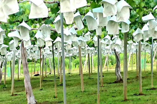 訳あり 朝採れ シャインマスカット 3房 計1.5kg以上 [Creation farm 山梨県 韮崎市 20744955] シャイン マスカット フルーツ 果物 くだもの ブドウ ぶどう 葡萄 山梨 訳アリ わけあり ご家庭用