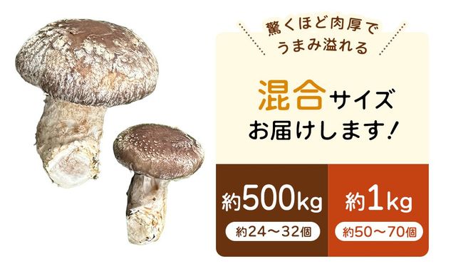 ＼ 選べる 内容量 ／産地直送！軸まで美味しい『軸王しいたけ』サイズ混合 (約500g/約1kg) しいたけ 椎茸 シイタケ きのこ キノコ 野菜 軸が太い 軸まで食べられる 特大 肉厚 旨味 菌床 国産 ぷりぷり ステーキ 椎茸ステーキ 新鮮 BBQ バーベキュー バター焼き 網焼き きんぴら オイル漬け