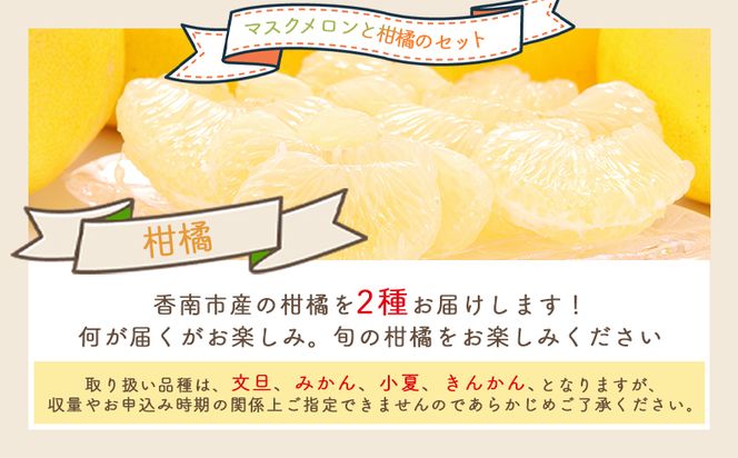 メロン 柑橘 2種セット マスクメロン yr-0111