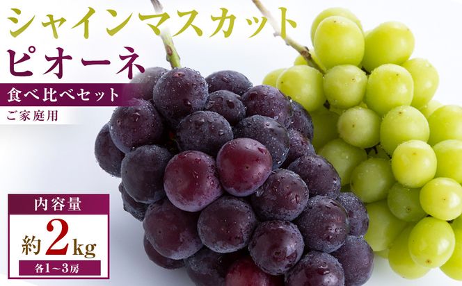【満足セット】ご家庭用　シャインマスカット+ピオーネ食べ比べセット　約2kg(各1～3房) 372013_T006-824J