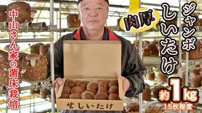 中山さん家の肉厚ジャンボしいたけ約1㎏（15枚程度）【菌床栽培】 きのこ しいたけ シイタケ 椎茸 [CH01-NT]