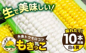 【先行予約】 糸島 トウモロコシ 『もきっこ』 白 黄 ミックス （ 10本前後 ）【2026年6月下旬以降順次発送】 《糸島》 【内田農業】  [AZH003]
