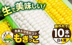 【先行予約】 糸島 トウモロコシ 『もきっこ』 白 黄 ミックス （ 10本前後 ）【2025年6月下旬以降順次発送】 《糸島》 【内田農業】 [AZH003]