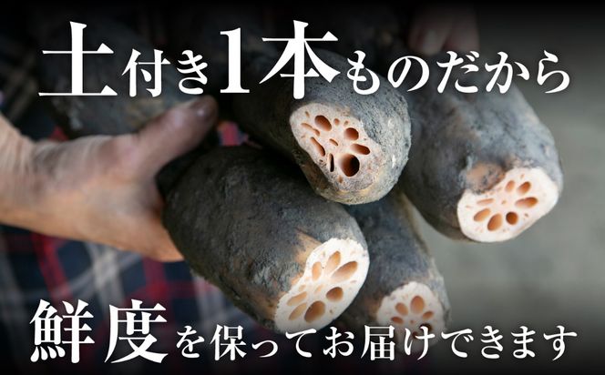 ＼毎年8月中旬より順次発送／  レンコンSEIMEI 5kg レンコン 蓮根 根菜 野菜/株式会社水谷グルッポ [AEBX002]