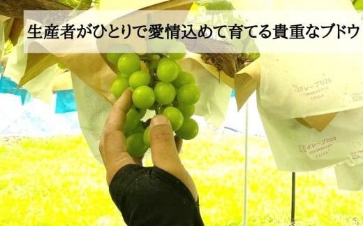 FF009 【2026年 先行予約】山梨県都留市産 朝採れ シャインマスカット ２~3房（約1.0kg以上）