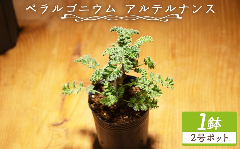 多肉植物 アルテルナンス ペラルゴニウム - 植物 インテリア ナチュラル 自然 グリーン 観葉植物 おしゃれ 癒し かわいい 塊根植物 サキュレントフィールド Succulent field 高知県 香南市 常温 cc-0015