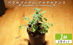 多肉植物 アルテルナンス ペラルゴニウム - 植物 インテリア ナチュラル 自然 グリーン 観葉植物 おしゃれ 癒し かわいい 塊根植物 サキュレントフィールド Succulent field 高知県 香南市 常温 cc-0015