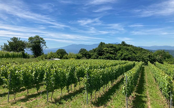 Mille・Beauté (ミリ・ボーテ）無添加 無濾過 赤ワイン 2本セット お酒 晩酌 家飲み 宅飲み 飲み比べ ワイン飲み比べ 自生酵母 6か月間熟成 香り豊か 深い味わい 香り 果実味 