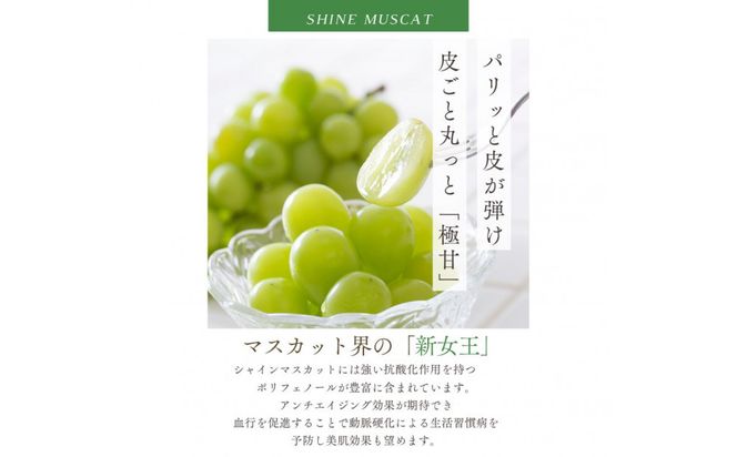 鳥取産 シャインマスカット 訳あり ご自宅用 2房 312011_FT008