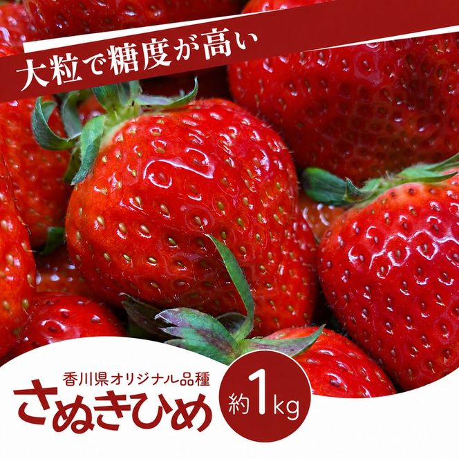 いちご さぬきひめ 1kg 大粒 高糖度 糖度 酸味 冷蔵 デザート スイーツ 贈答用 プレゼント 手土産 お祝い 苺 さぬき姫 ストロベリー フルーツ 果物 家庭用 自宅用 お取り寄せ 五色青果 香川県 東かがわ市 46312762◆