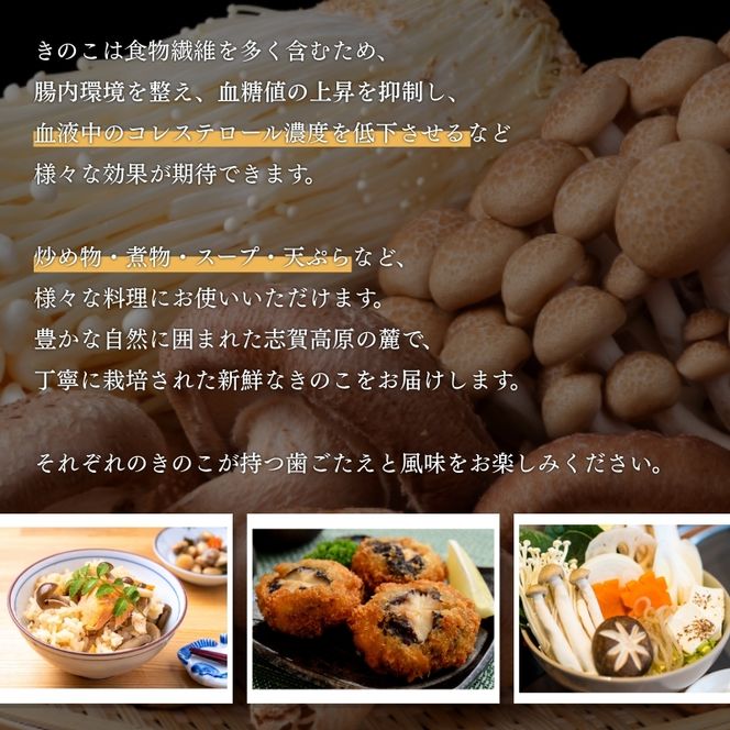 【2026年発送】志賀高原の麓で育った きのこセット きのこ 詰め合わせ セット えのき ぶなしめじ しいたけ 長野