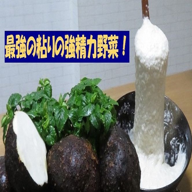 【芋家なか吉】丹波山の芋 わけあり 3キロ 11月収穫のとれたての新芋［ 京都 山の芋専門店 職人 とろろ 芋 いも イモ 野菜 3kg 不揃い 事業者応援品 応援 人気 おすすめ お取り寄せ 通販 送料無料 ふるさと納税 ］ 261009_B-SG08