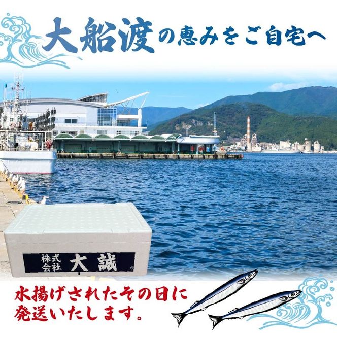 【2026年先行予約】 鮮さんま 約1kg 冷蔵 秋刀魚 限定 期間限定 旬 簡単調理 焼き魚 煮魚 フライ おかず おつまみ 晩酌 米 丼 海産物 海鮮 魚介 魚介類 三陸 岩手県 大船渡市 [daisei006]